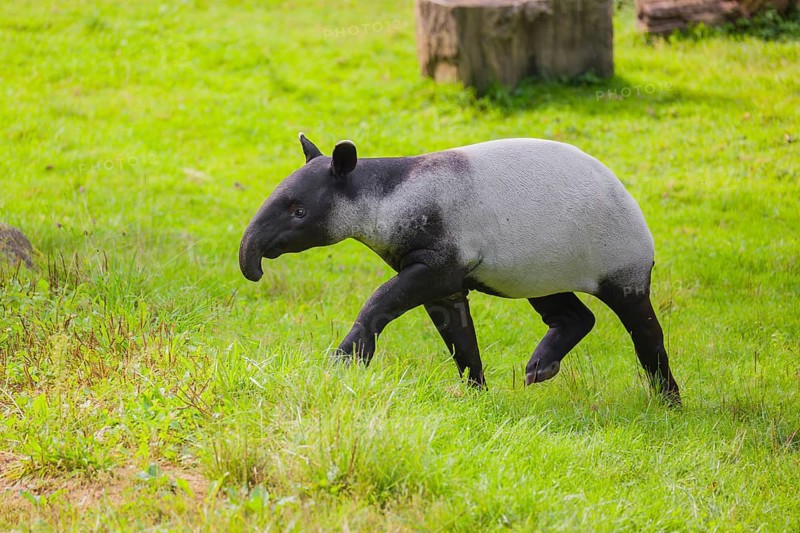 A young Malayan tapir (Acrocodia indica) runs across a green meadow