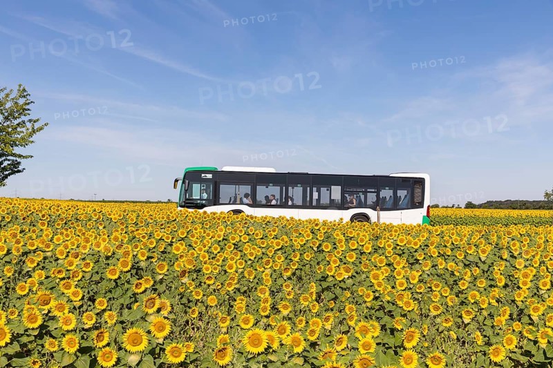 VGM bus line 446 from Riesa to Meißen between sunflower fields near Hirschstein, Saxony, Germany, Europe