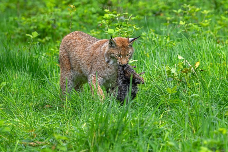 Hunting Eurasian lynx (Lynx lynx) walking with killed muskrat (Ondatra zibethicus) prey in its muzzle in meadow, grassland. Captive