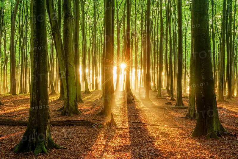 The setting sun shines brightly through a near-natural beech forest (Fagus sp.), Stubnitz forest area, Jasmund National Park, Rügen Island, Mecklenburg-Western Pomerania, Germany, Europe