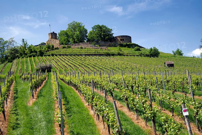 Vineyards at the Weibertreu castle ruins, Weinsberg, Neckargemünd, Baden-Württemberg, Germany, Europe