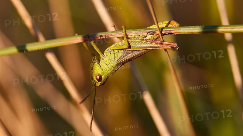Close-up of a grasshopper (locusta) sitting on a plant in nature, Strofilia biotope, wetlands, Kalogria, Peloponnese, Greece, Europe
