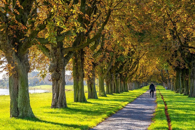 Dense chestnut tree avenue at the Rhine dike near Neuss, Deichallee, autumn, colourful leaves, walker, North Rhine-Westphalia, Germany, Europe