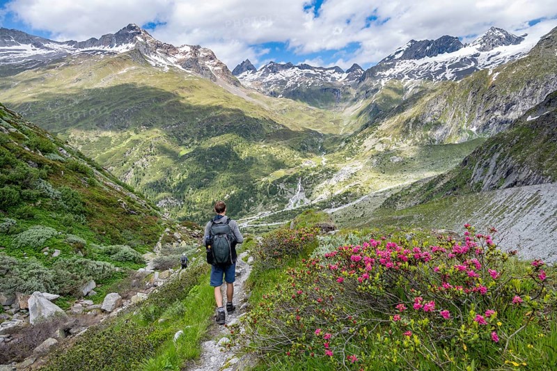 Mountaineer on hiking trail in front of picturesque mountain landscape with blooming alpine roses, rocky mountain peaks with snow, valley Zemmgrund with Zemmbach, mountain panorama with summit Großer Mörchner and Zsigmondyspitze, Berliner Höhenweg, Zillertal Alps, Tyrol, Austria, Europe