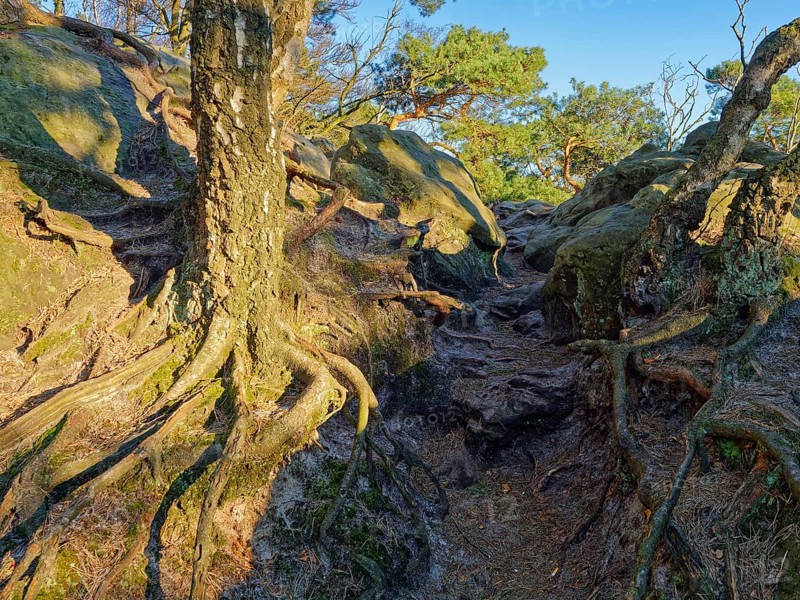 The Dörenther Cliffs, boulders and trees rooted into the rock, in the UNESCO Geopark TERRA vita in the Teutoburg Forest. Osnabrück, Lower Saxony, Germany, Europe