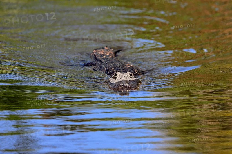 Mississippi Alligator (Alligator mississippiensis), pike alligator, adult, in water, swimming, Florida, USA, North America