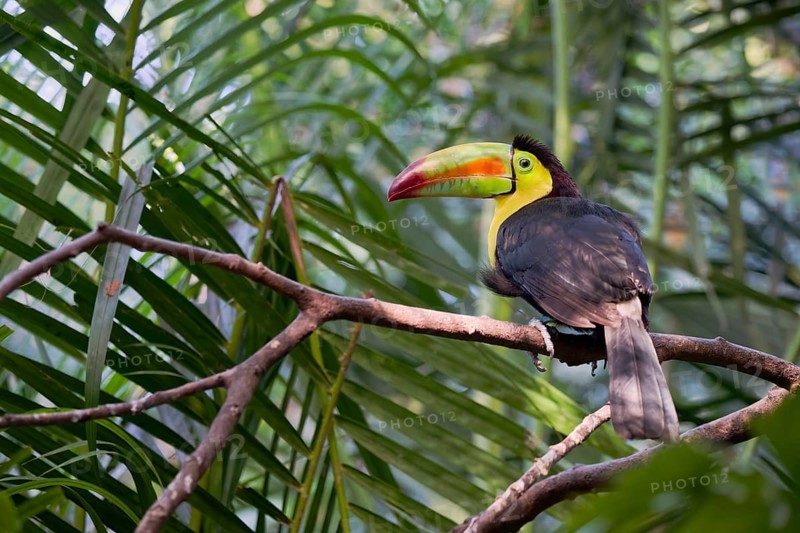 Fishing toucan (Ramphastos sulfuratus) Costa Rica