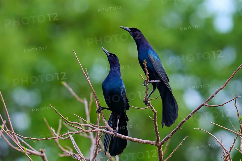 Common Grackle (Quiscalus quiscula), two birds on tree, Wakodahatchee Wetlands, Delray Beach, Florida, USA, North America