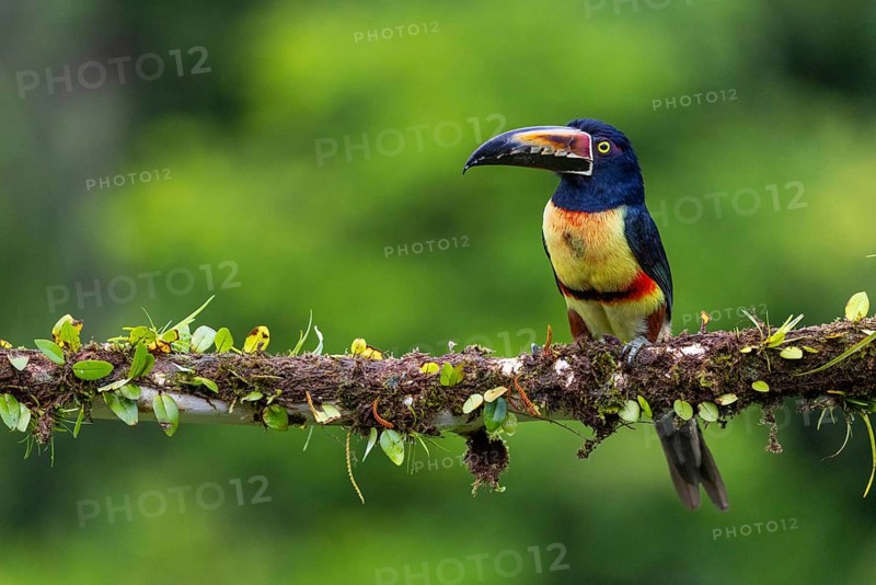 Collared Aracari (Pteroglossus torquatus), Toucans (Ramphastidae), Laguna del Lagarto Lodge, Alajuela, Costa Rica, Central America