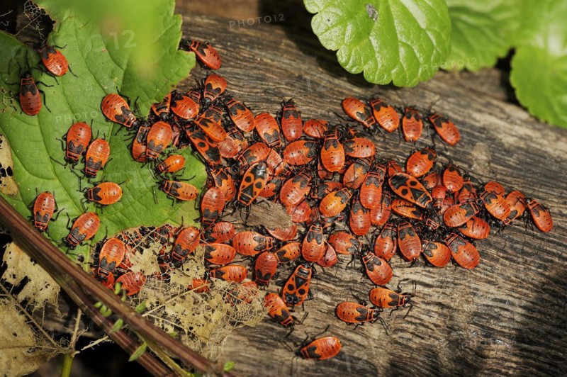 Firebug (Pyrrhocoris apterus), North Rhine-Westphalia, Germany, Europe
