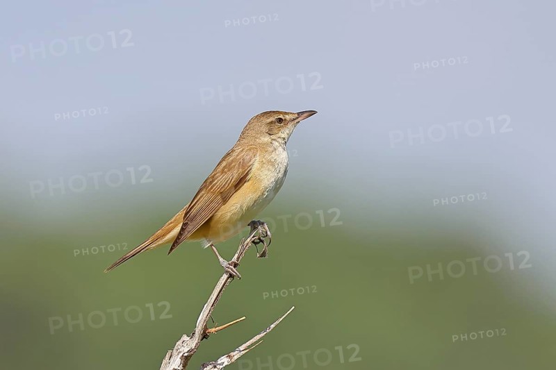Great Reed Warbler (Acrocephalus arundinaceus), sitting on a twig, singing station, natural habitat, migratory bird, songbirds Lake Neusiedl, Burgenland, Austria, Europe