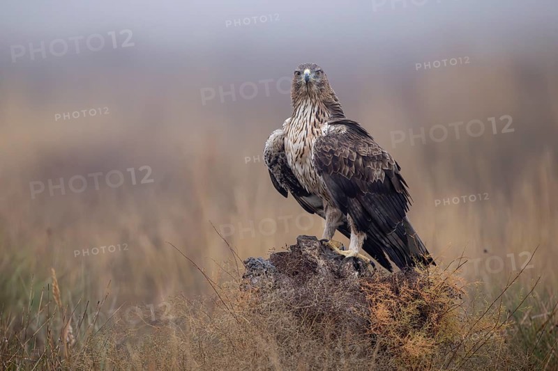 Bonelli's eagle (Aquila fasciata), on tree stump, La Mancha, Spain, Europe