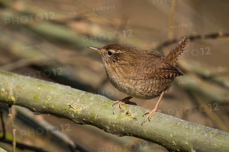 A wren (Troglodytes troglodytes) sits attentively on a branch in its natural environment and shows fine patterns in its plumage, Hesse, Germany, Europe