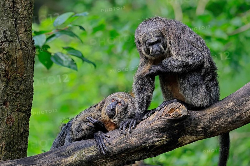 White-headed saki (Pithecia pithecia), adult, on tree, female, two females, South America