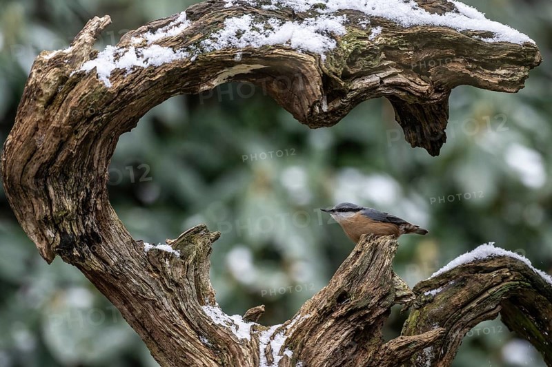 Nuthatch (Sitta europaea), Emsland, Lower Saxony, Germany, Europe