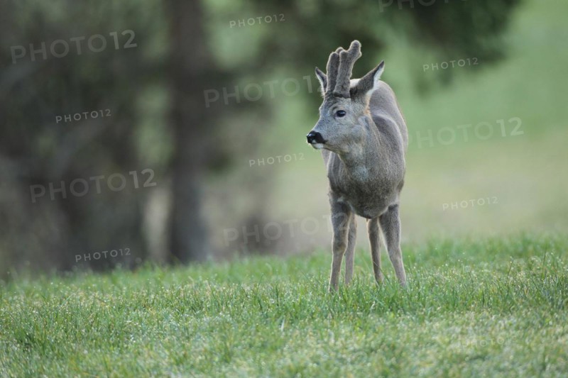 European roe deer (Capreolus capreolus) buck with velvet horns and winter coat in the meadow, Allgäu, Bavaria, Germany, Europe