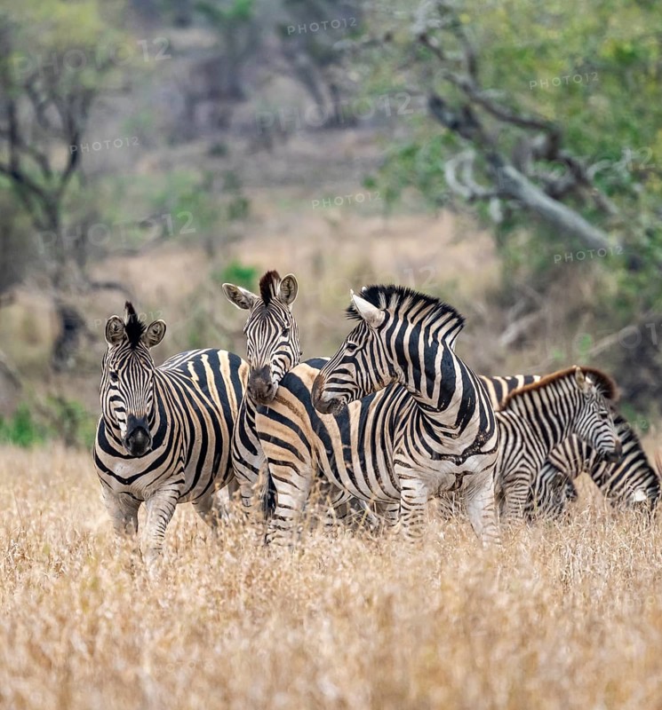 Plains zebras (Equus quagga), group in tall grass, Kruger National Park, South Africa, Africa