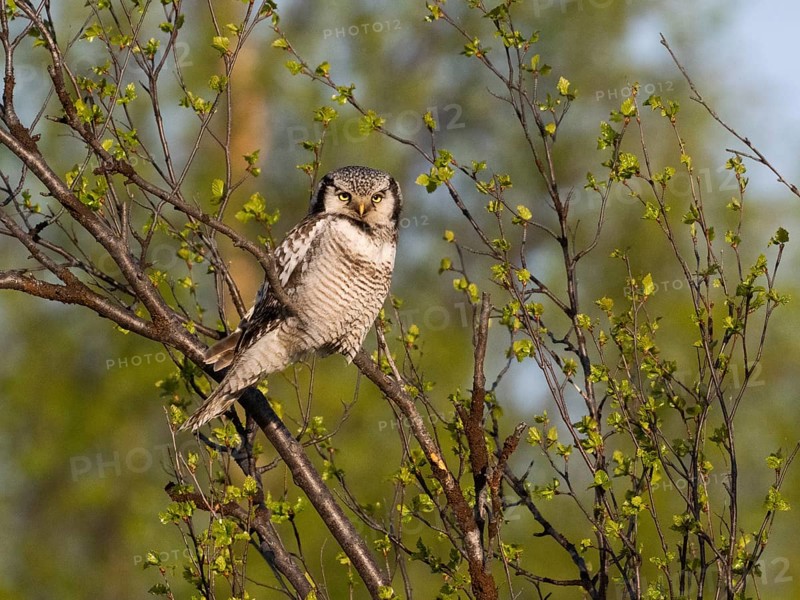 Hawk Owl (Surnia ulula), adult male, perched in a Hairy Birch tree (Betula pubescens), May, Finnish Lapland