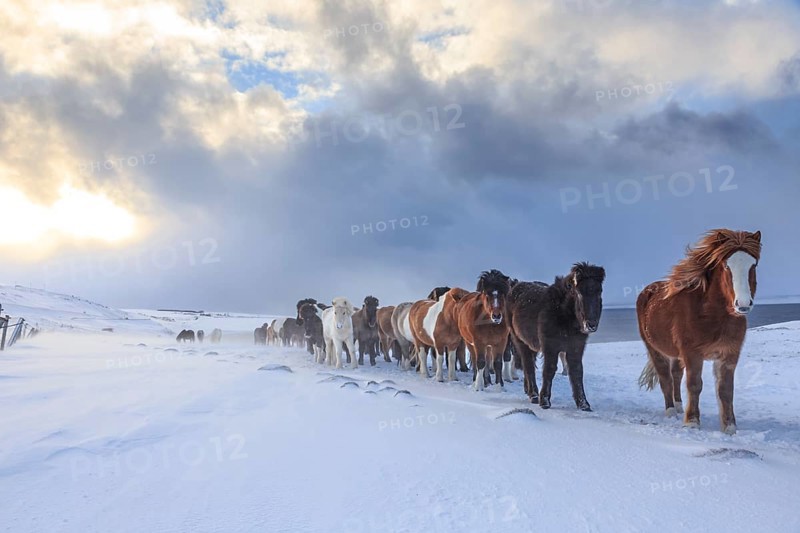A herd of Icelandic horses standing in a snowstorm on the coast, winter, Akureyri, North Iceland, Iceland, Europe