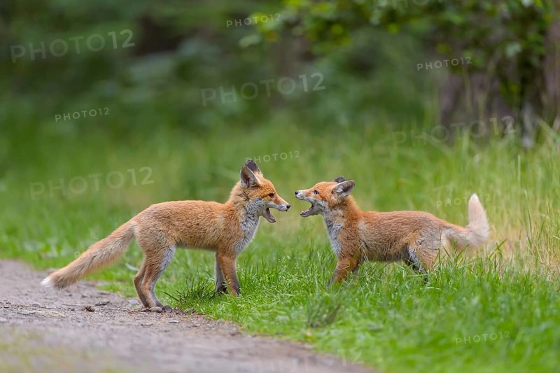 Red fox (Vulpes vulpes), two young foxes playing and practising fighting with each other, summer, Hesse, Germany, Europe