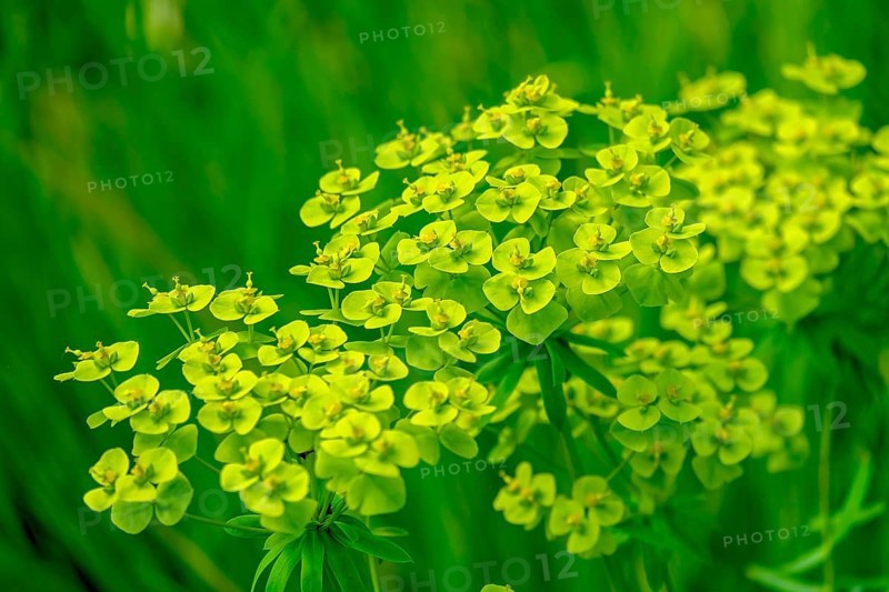 Cypress spurge (Euphorbia cyparissias), Münsterland, North Rhine-Westphalia, Germany, Europe