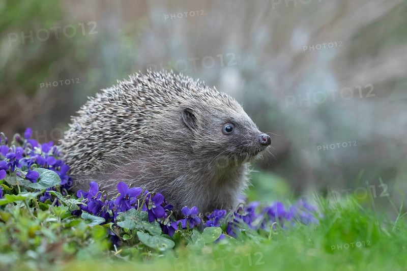 European hedgehog (Erinaceus europaeus) adult animal on flowering garden violet plants in the spring, England, United Kingdom, Europe