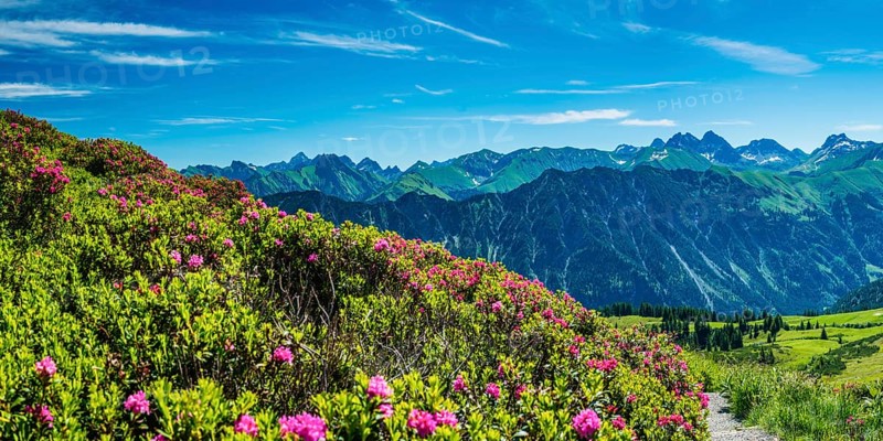 Alpine rose blossom, panorama of the Fellhorn, behind it the Allgäu Alps, Allgäu, Bavaria, Germany, Europe