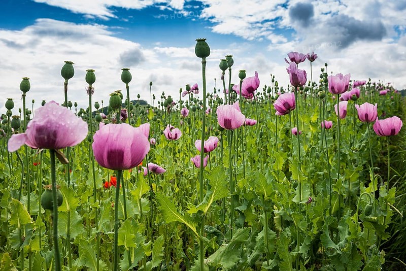 Opium poppy (Papaver somniferum), opium poppy field, Erlenbach, near Heilbronn, Baden-Württemberg, Germany, Europe