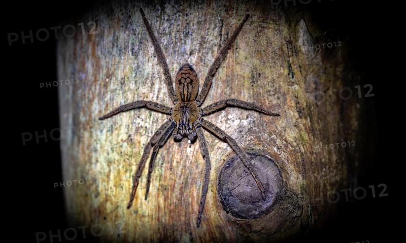 Getazi comb spider or Getazi banana spider (Cupiennius tazi), sitting on a blue tree trunk at night, at night in the tropical rainforest, Refugio Nacional de Vida Silvestre Mixto Bosque Alegre, Alajuela province, Costa Rica, Central America