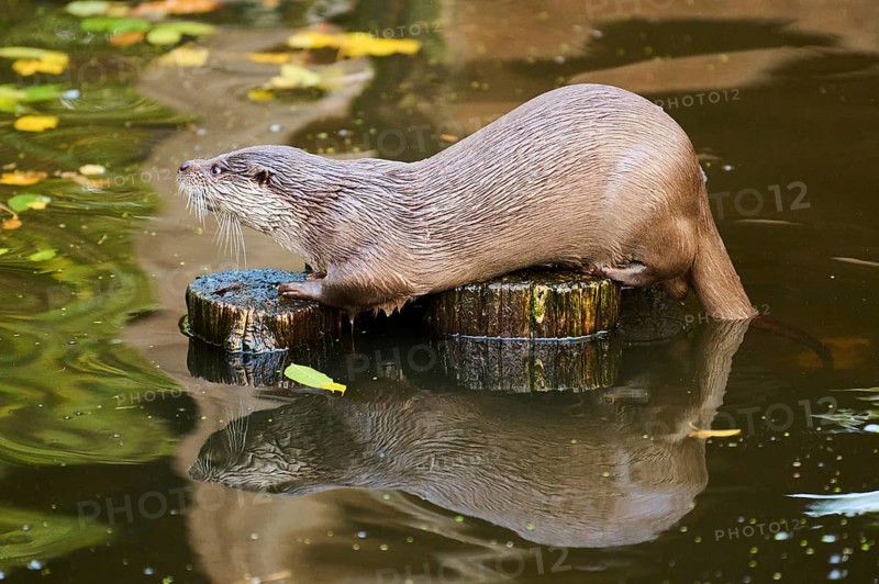Eurasian otter (Lutra lutra) on a tree trunk in the water of a little lake, Bavaria, Germany, Europe
