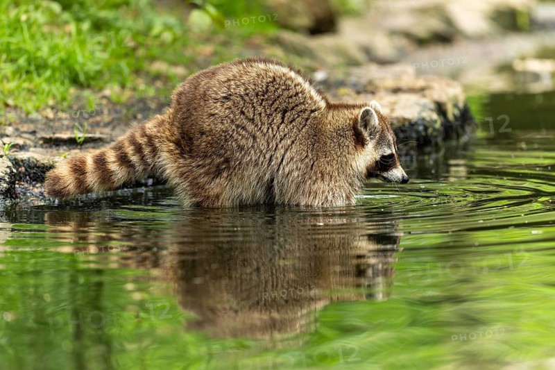 A raccoon examines a pond surrounded by lush green vegetation, raccoon (Procyon lotor)