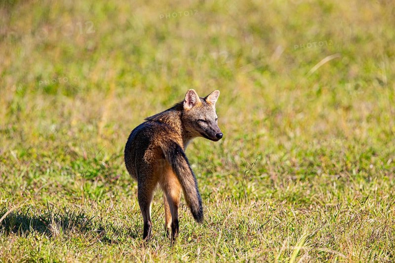 South American forest fox (Cerdocyon thous) Pantanal Brazil