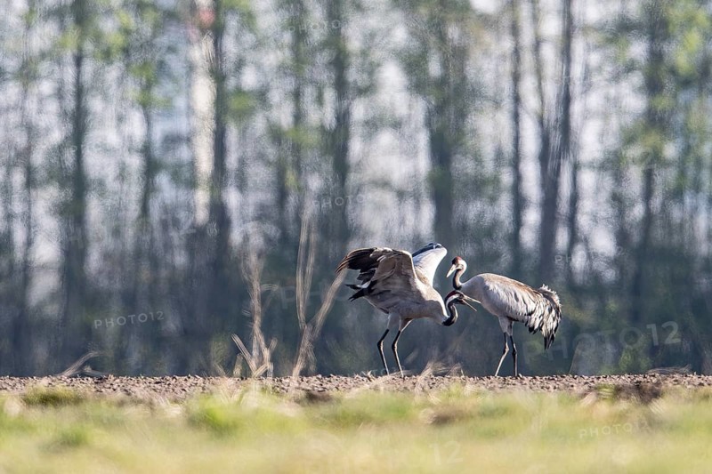 Cranes (Grus grus), dancing, Emsland, Lower Saxony, Germany, Europe