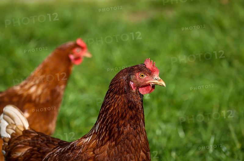 Wesel, North Rhine-Westphalia, Germany, Free-range organic chickens in a meadow in front of a Hühnermobil. Free-range chickens live outdoors all year round on the meadow by and in the Hühnermobil, a mobile chicken coop, Europe