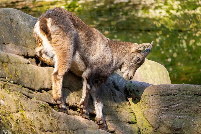 Alpine ibex (Capra ibex), in the mountains, Bavaria, Germany, Europe
