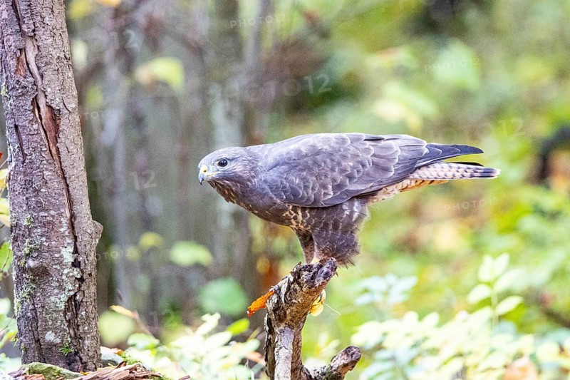 Common buzzard (Buteo buteo) Germany