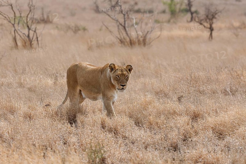 African lion (Panthera leo melanochaita), lioness, adult female walking in dry grass, savanna, Kruger National Park, South Africa, Africa