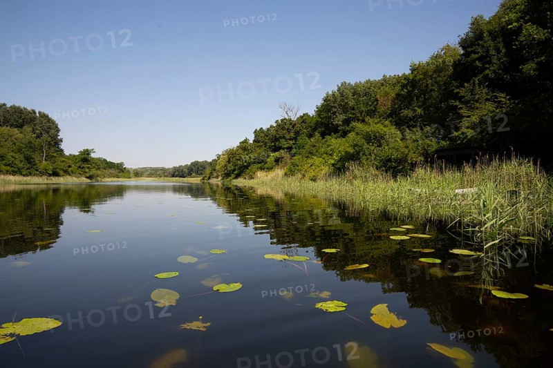 Alluvial forest, water, bank, reeds, pond lilies, leaves, Lower Austria