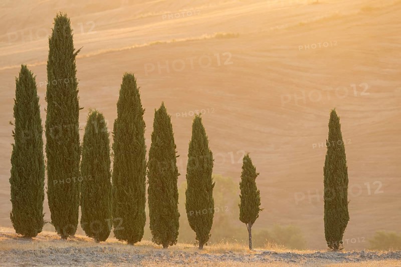Cypress tres in a typical Tuscan landscape in Val d'Orcia with hills at sunrise in summer, Tuscany, Italy, Europe