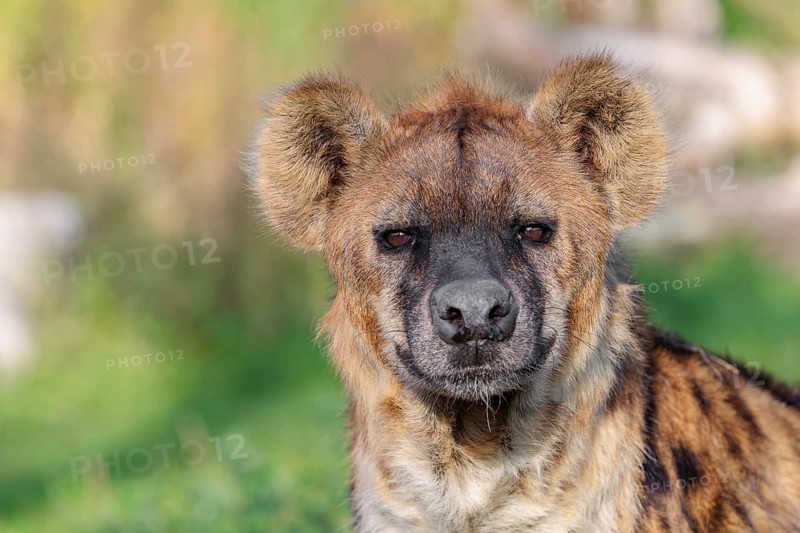 Portrait of a Spotted Hyena (Crocuta crocuta), or Laughing Hyena in beautiful light