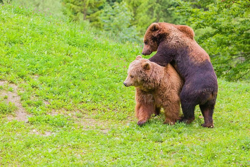 A young male Eurasian brown bear (Ursus arctos arctos) and a much older female mate (sort of) at the edge of a forest