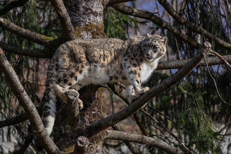 One adult snow leopard (Panthera uncia) standing high up in a tree, watching something in the distance. Blue sky in the background