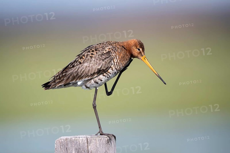 Black-tailed godwit (Limosa limosa), preening itself, plumage care, Ochsenmoor, Dümmer, Lemförde, Lower Saxony, Germany, Europe