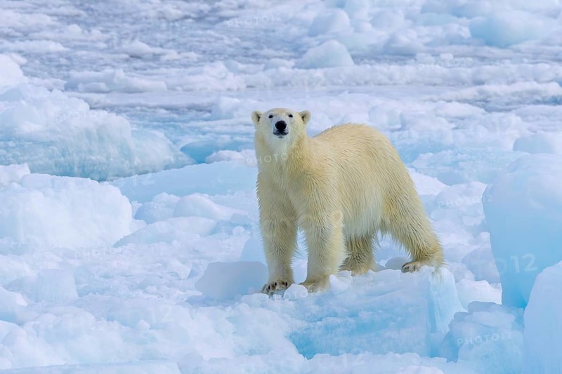 Lone polar bear (Ursus maritimus) hunting on pack ice, picking up scent of prey in the Arctic Ocean along the Svalbard coast, Spitsbergen, Norway, Europe
