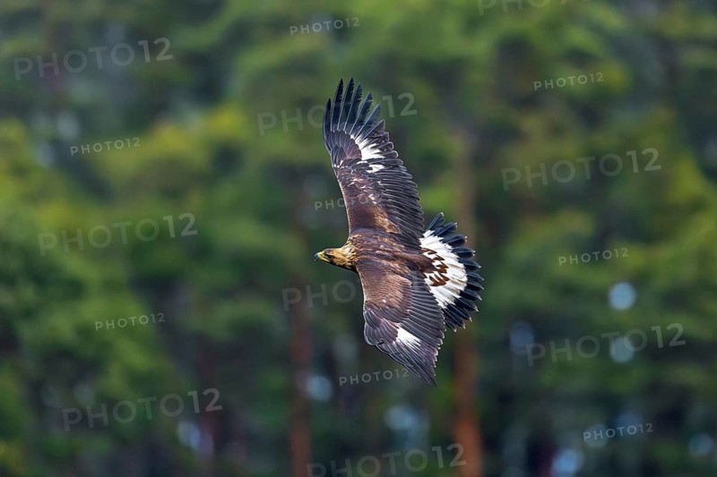 European golden eagle (Aquila chrysaetos chrysaetos) juvenile flying past pine forest in winter