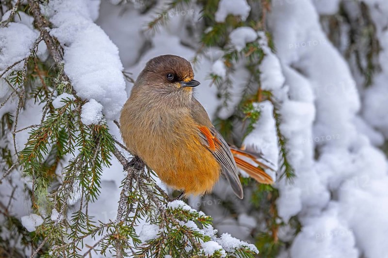 Siberian jay (Perisoreus infaustus, Corvus infaustus) perched in spruce tree in snow covered taiga in winter, Scandinavia