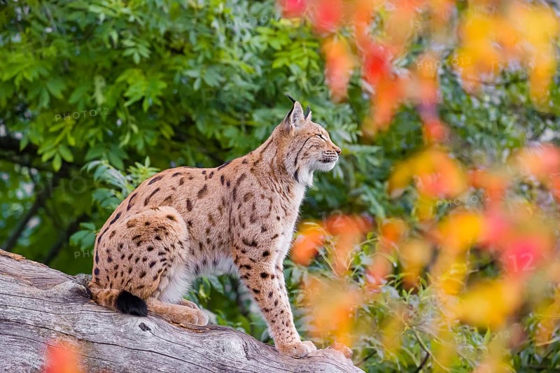 One Eurasian lynx (Lynx lynx) sits on a sloping dead tree, hidden behind autumn leaves
