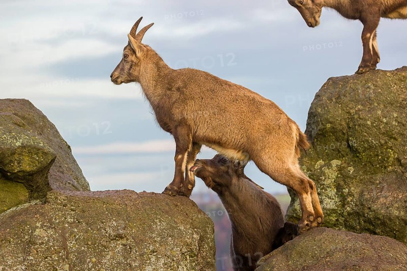 Two ibex (Capra ibex), a male and a female, stand on a rock. The male shows some flehming and sniffs on the female