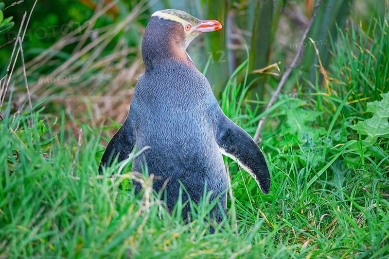 Yellow-eyed Penguin (Megadyptes antipodes), Otago Region, South Island, New Zealand, Oceania