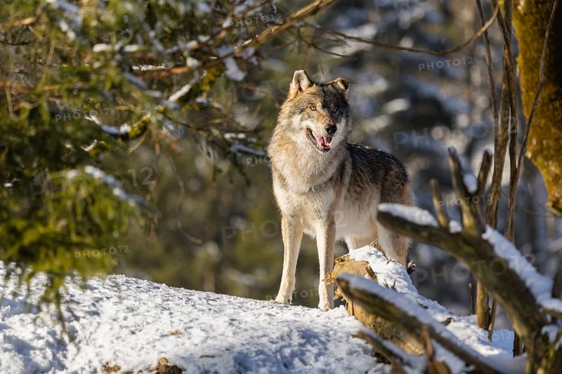 An adult male grey wolf (Canis lupus lupus) stands in the snow-covered undergrowth at the edge of a forest on a cold, sunny day